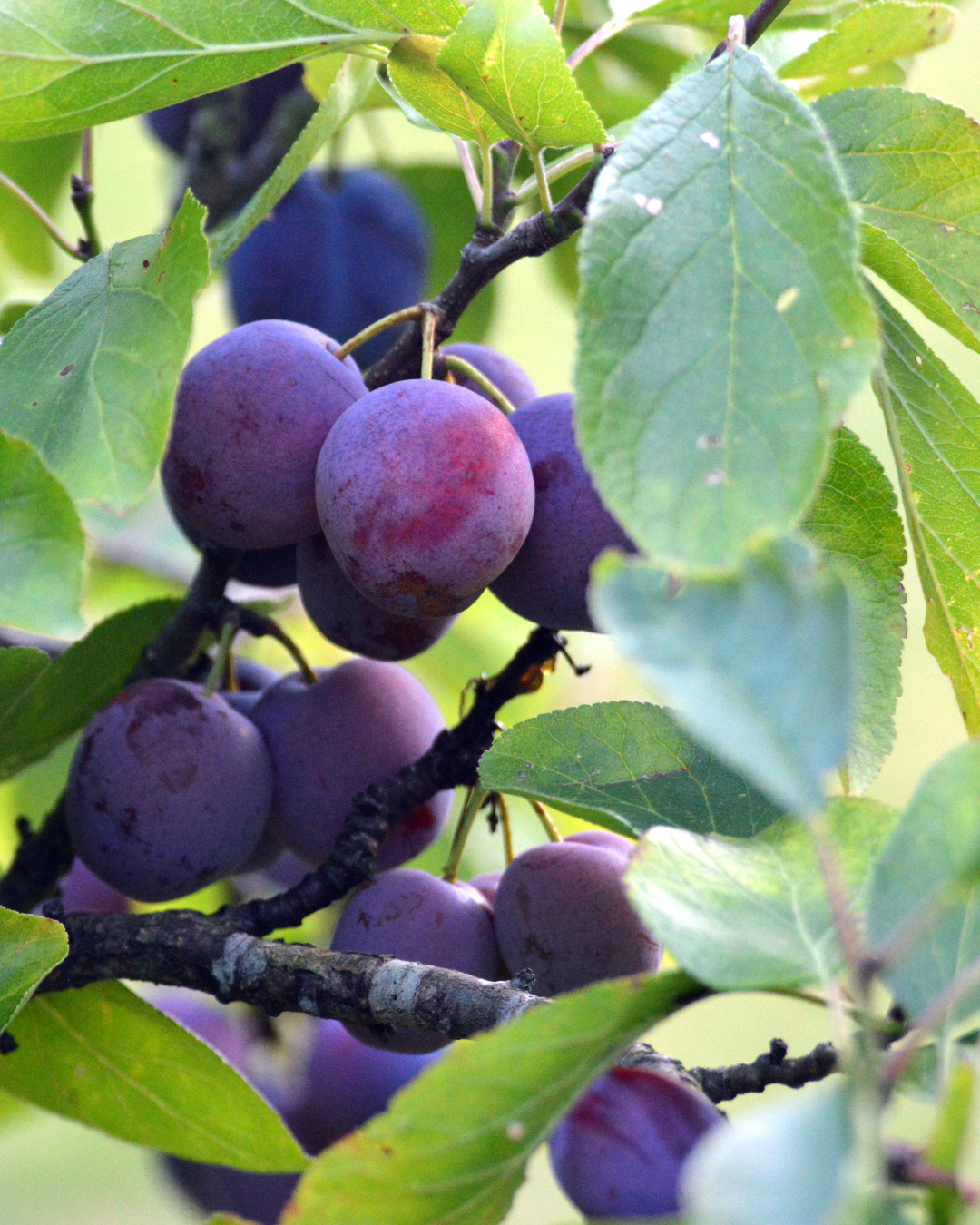 Meet Ooray: The Australian Rainforest Fruit Your Skin Has Been Missing
